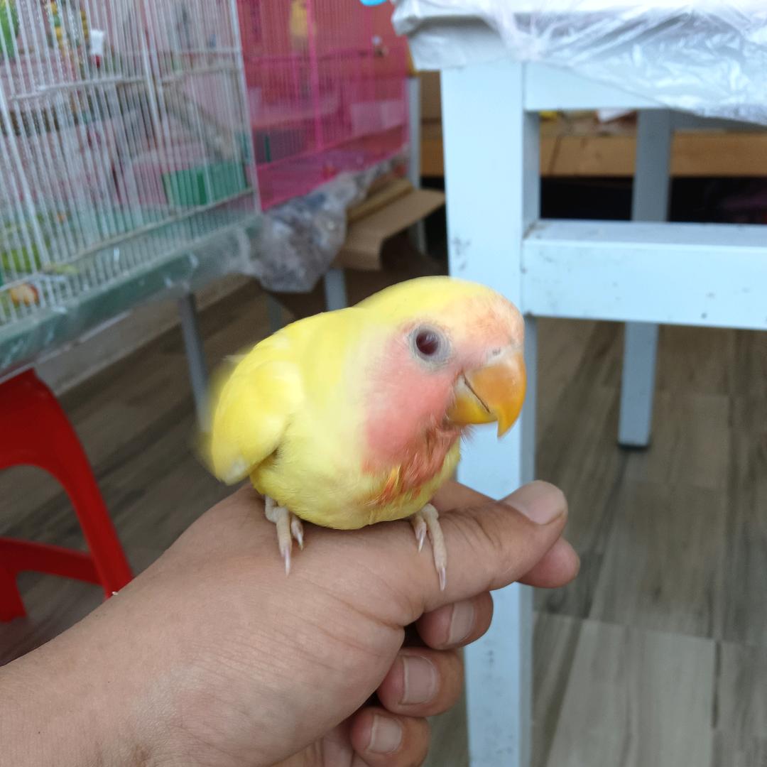 晗轩鹦鹉