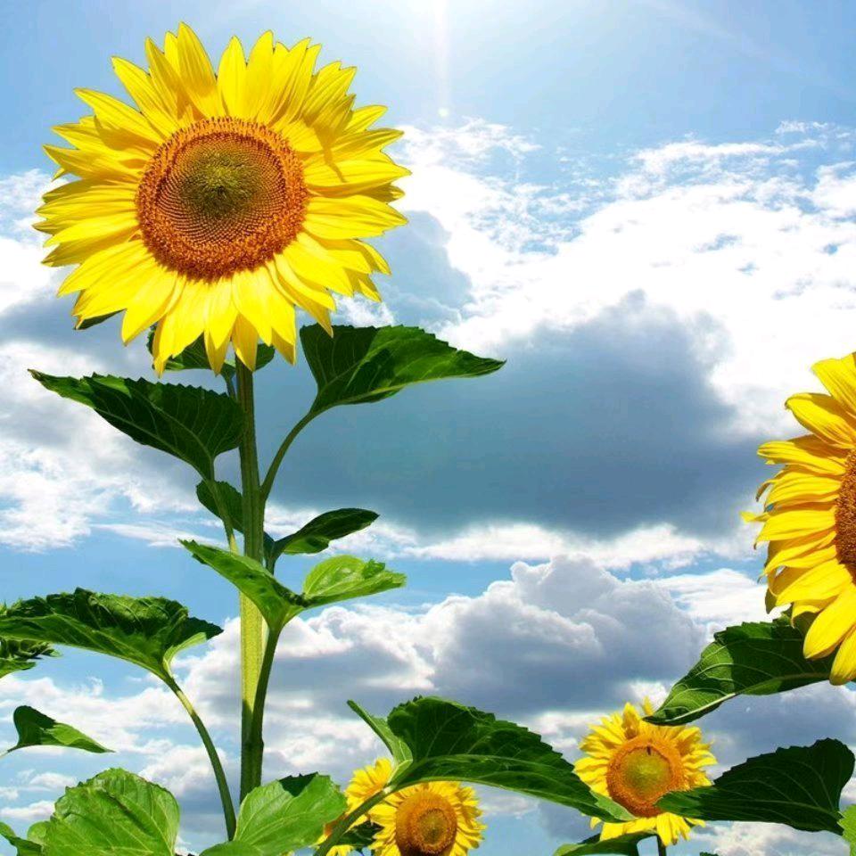 ❤এ᭄ꦿ⋆꯭᭄💞