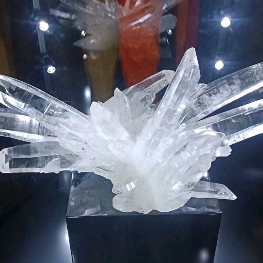 不须扬鞭