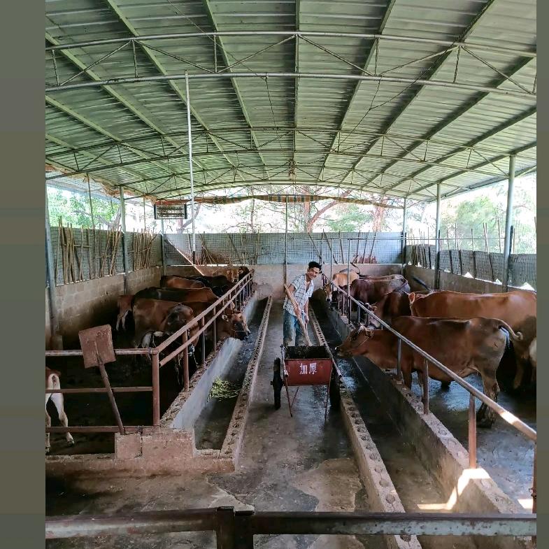 黃振培。我是王牛队长兼厂长