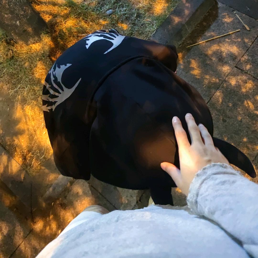 飞飞飞牛牛大王