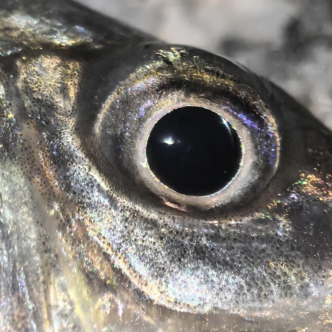 🎣醭離🌈🌈