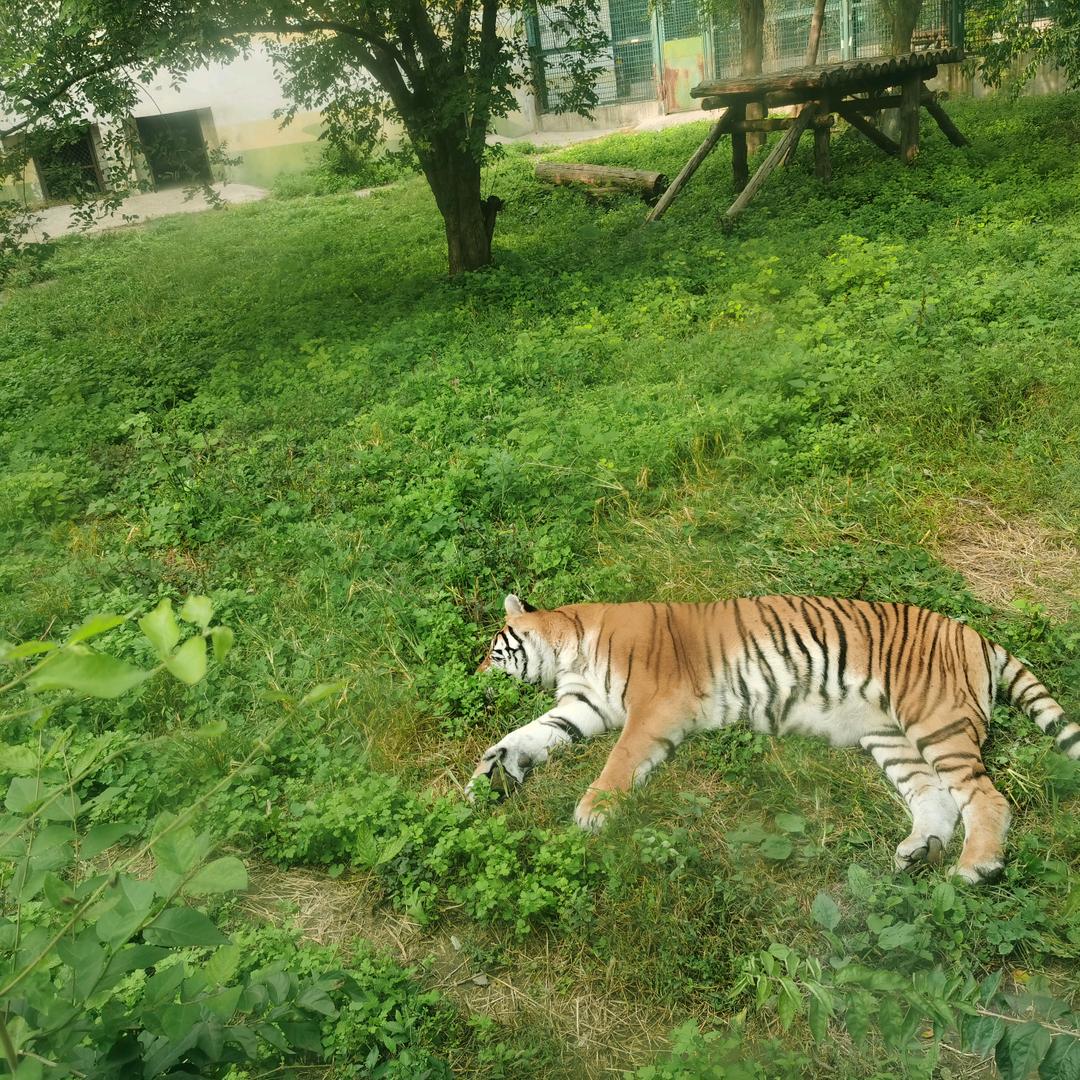 拉纳西妲