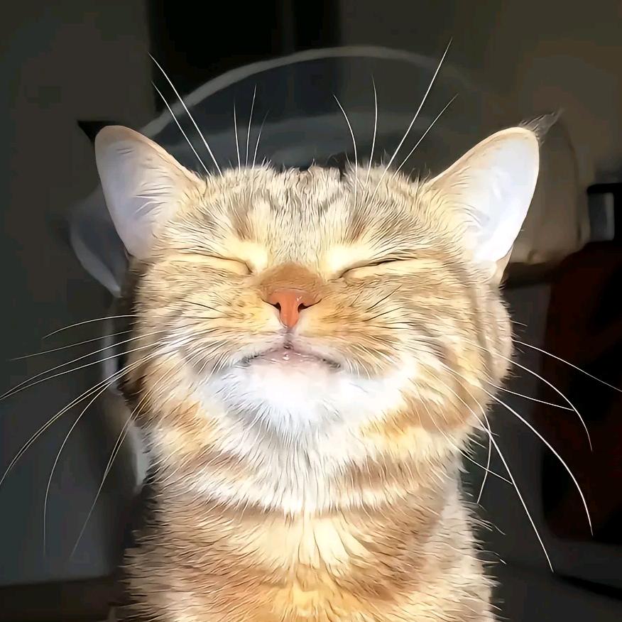 🌈喵