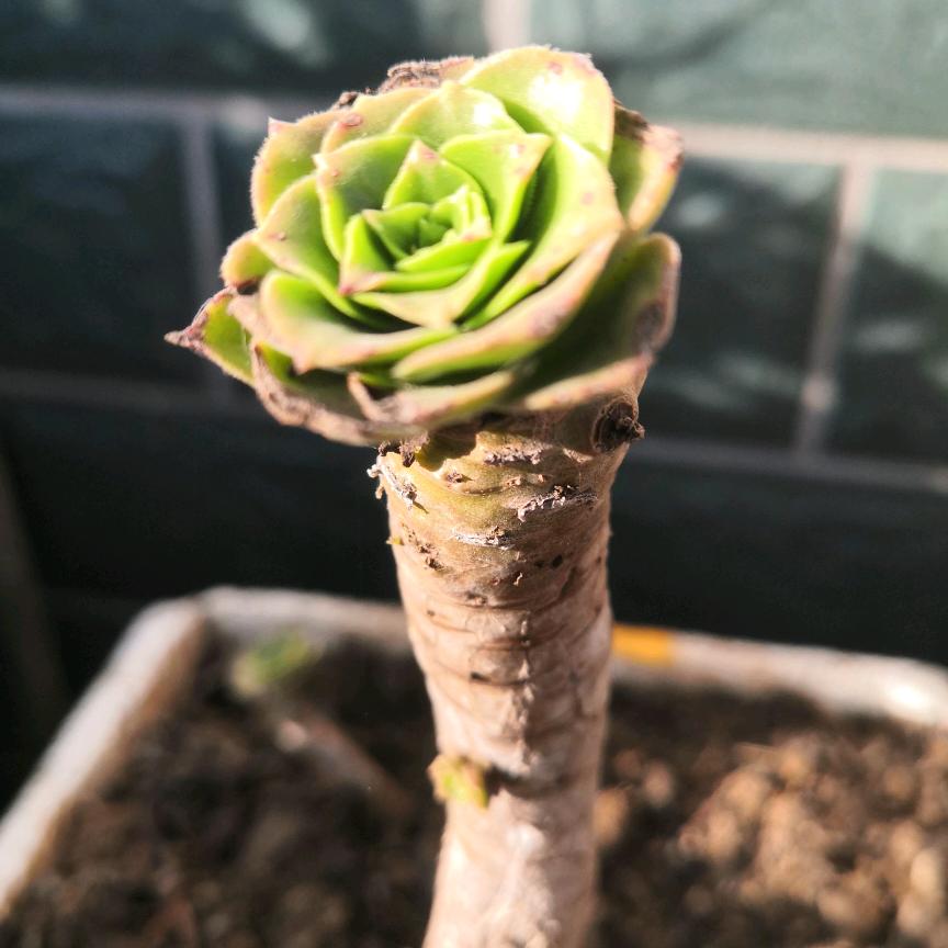 坐在坟头上调戏鬼