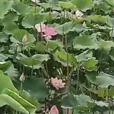 河山无恙