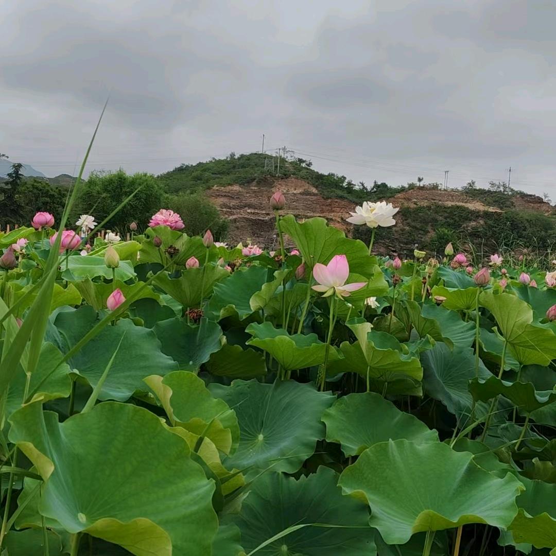 皁平涛哥