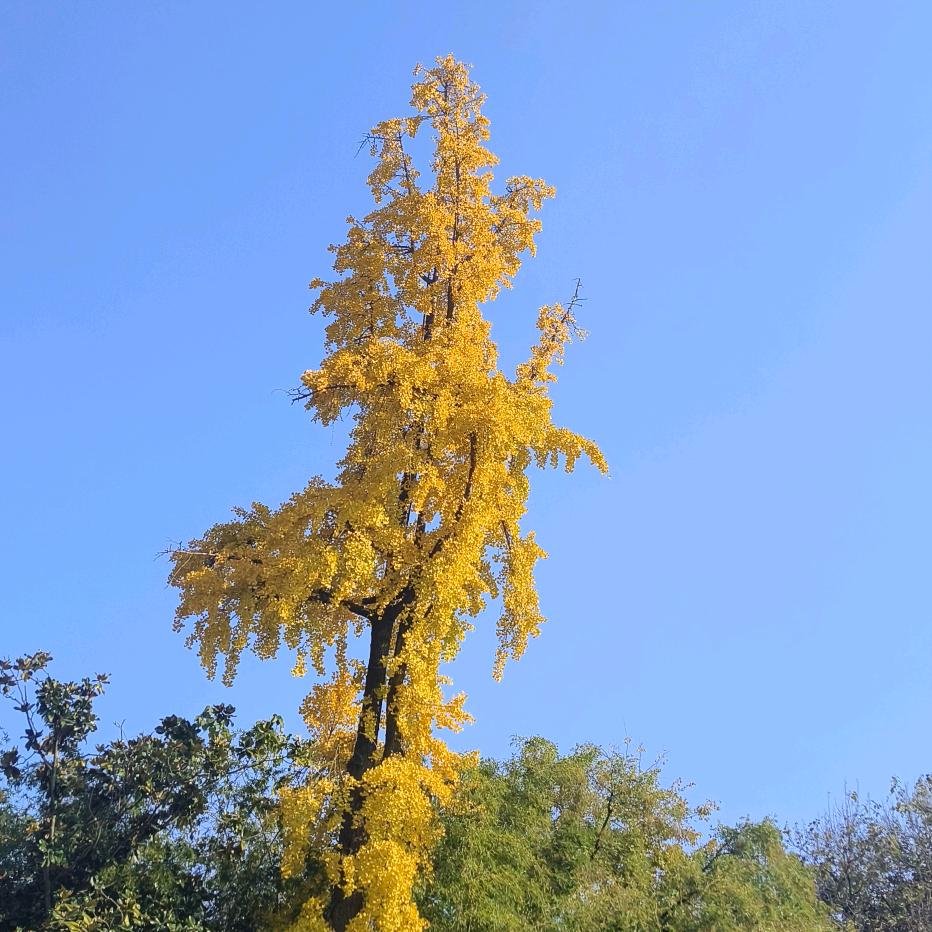 🌸এ᭄阳光总在🌿🌴风雨后🌾ꦿོ࿐