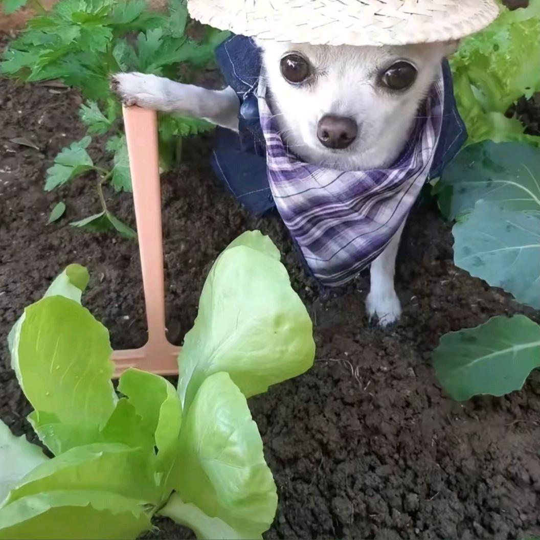 多吃两碗抄手
