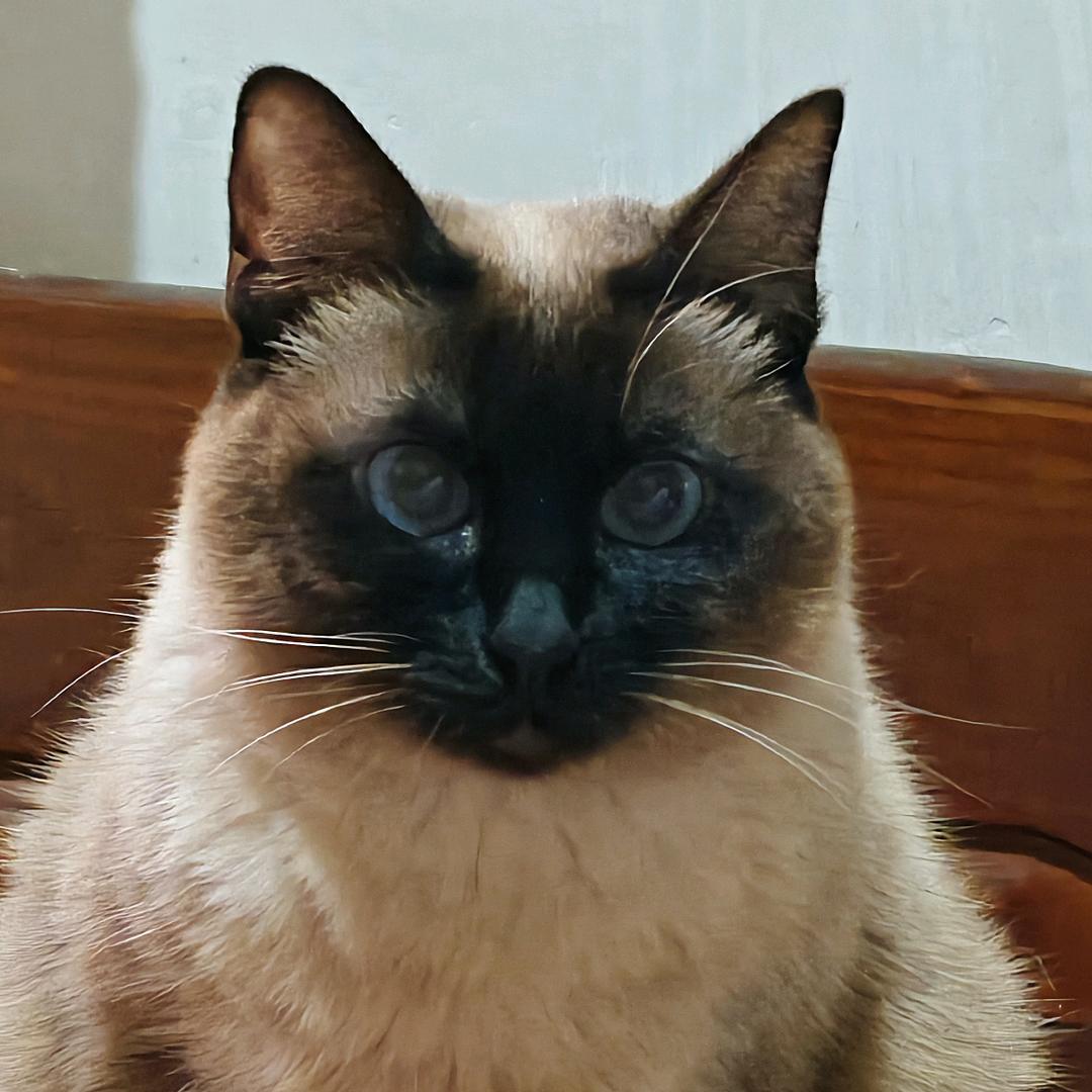 咖啡是只逻辑猫（暹罗）