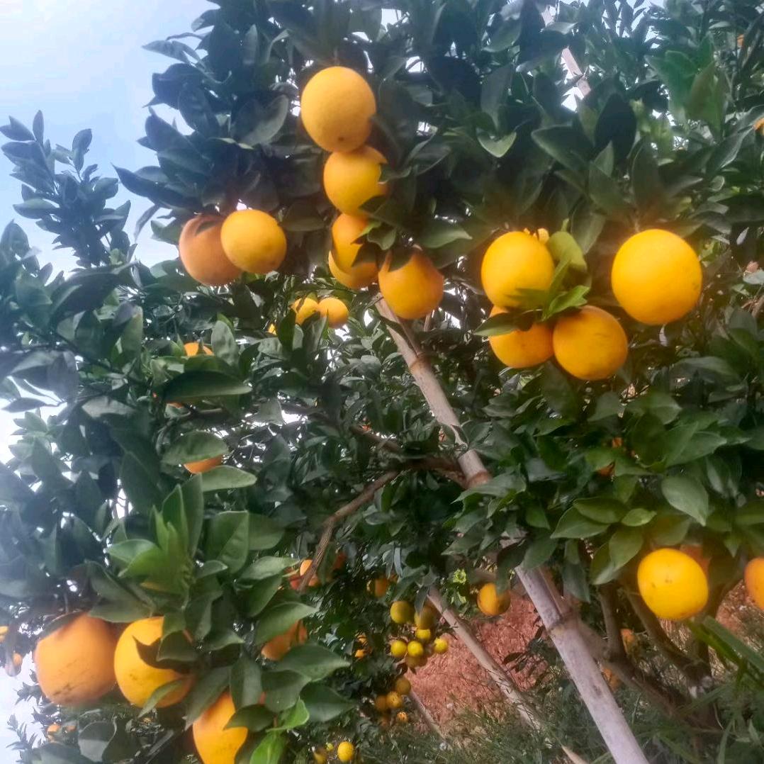 赣州鹏浩农业专业合作社