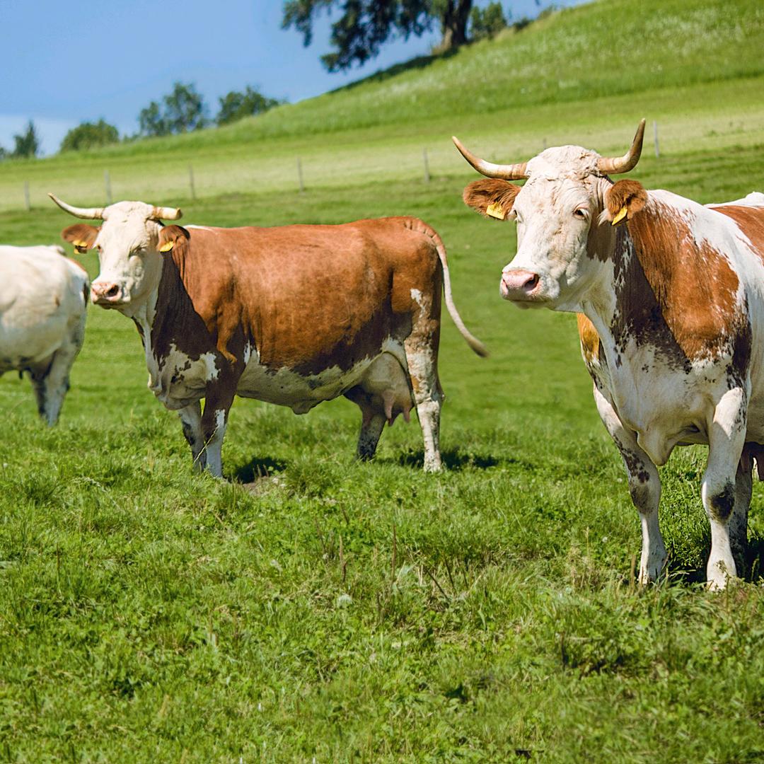 艳姐～牛羊向导