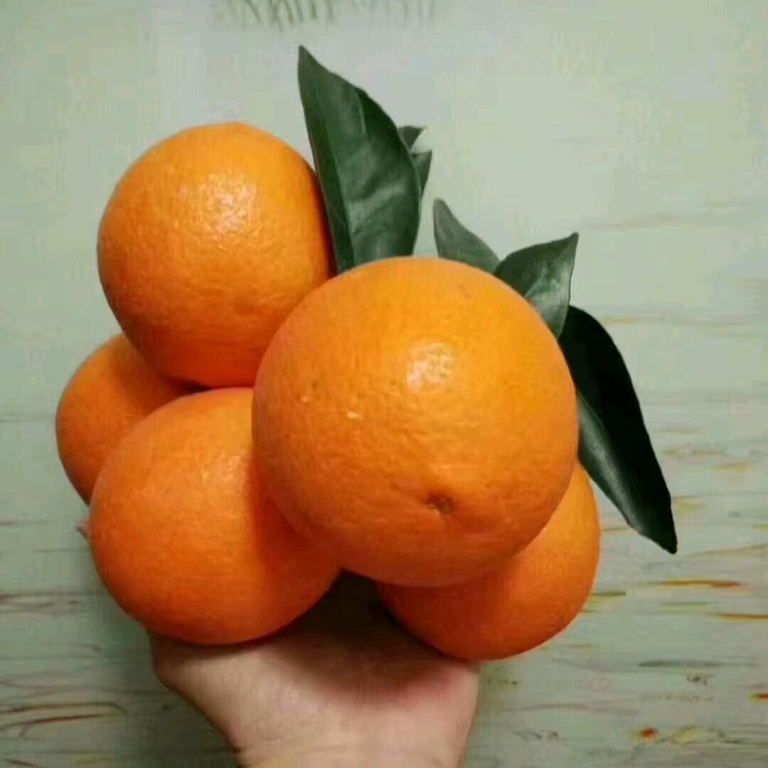 沈万三