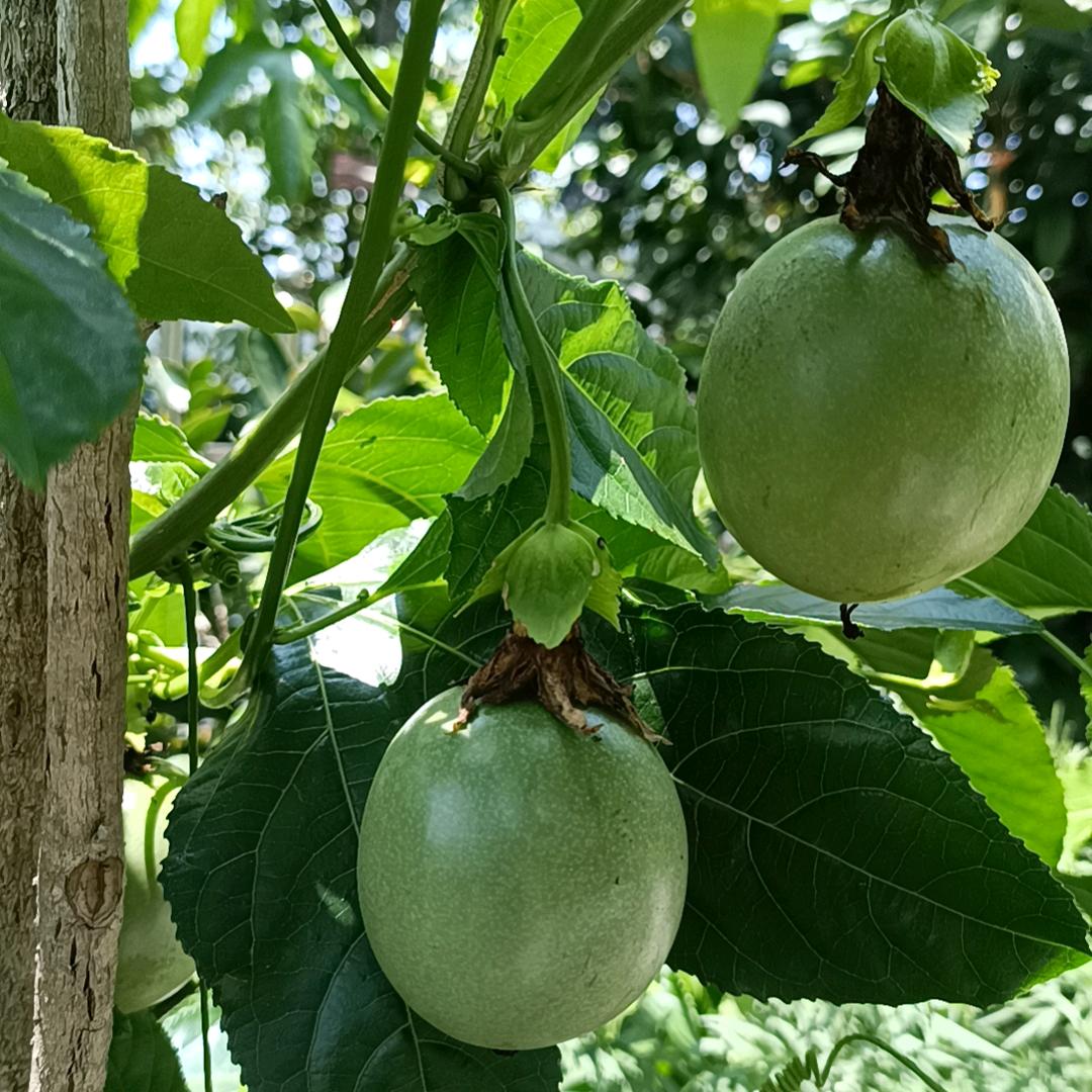 江桥义