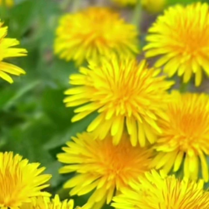 蒲公英的一朵花