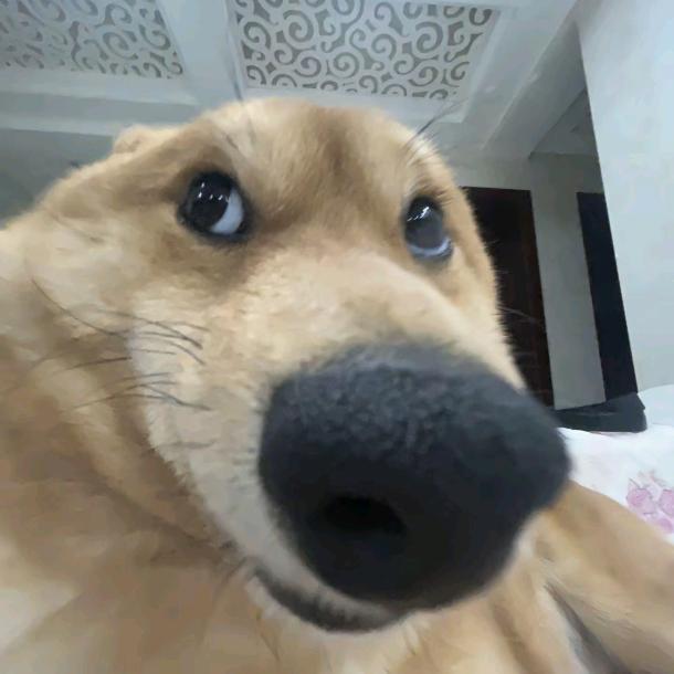 洽洽（日常版）