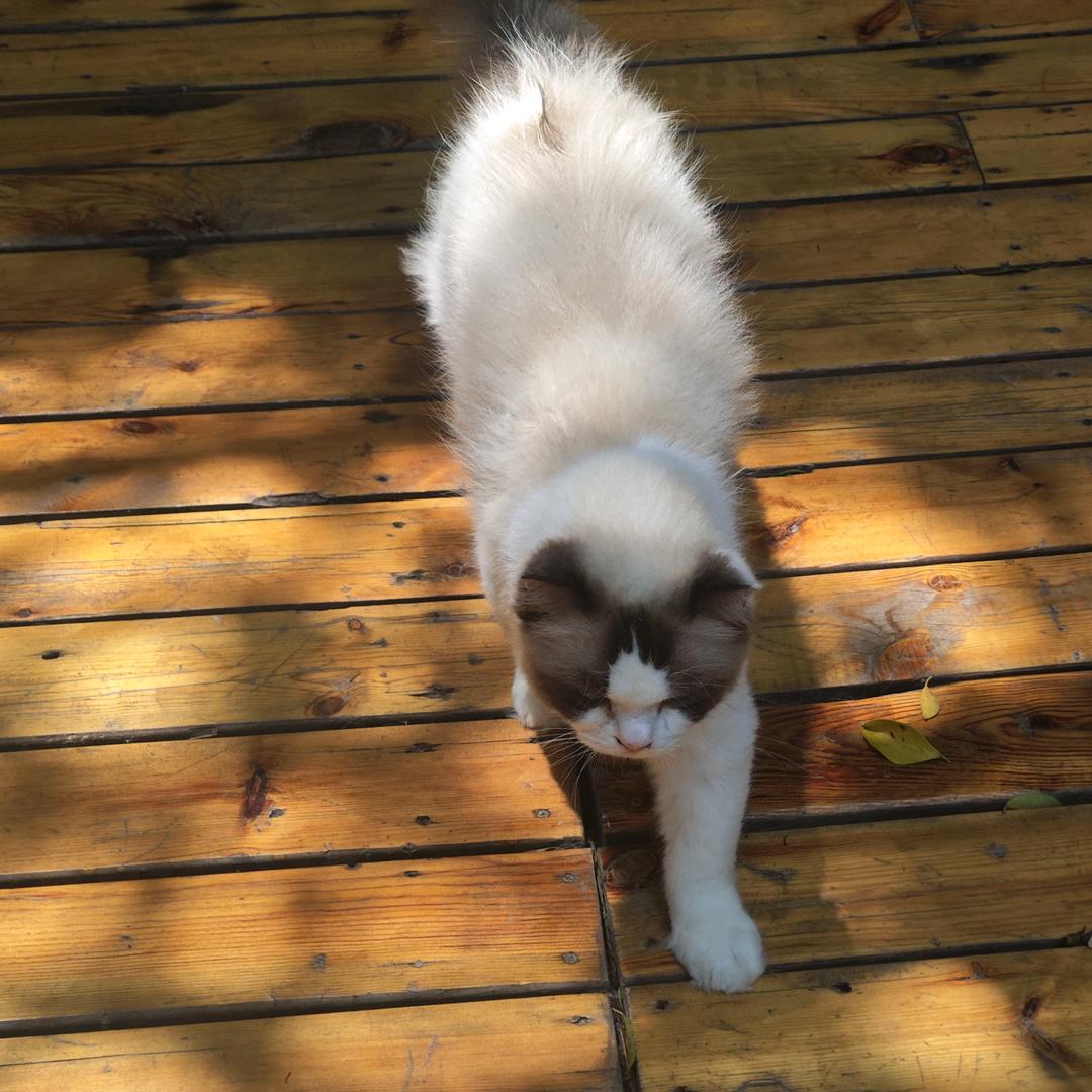 喵汪好物集合体