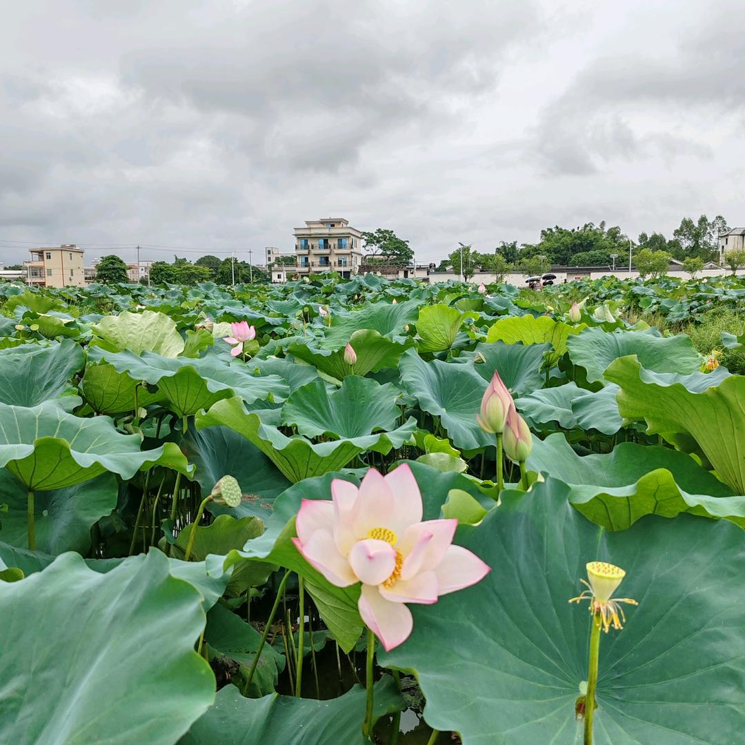欣欣向荣🌺