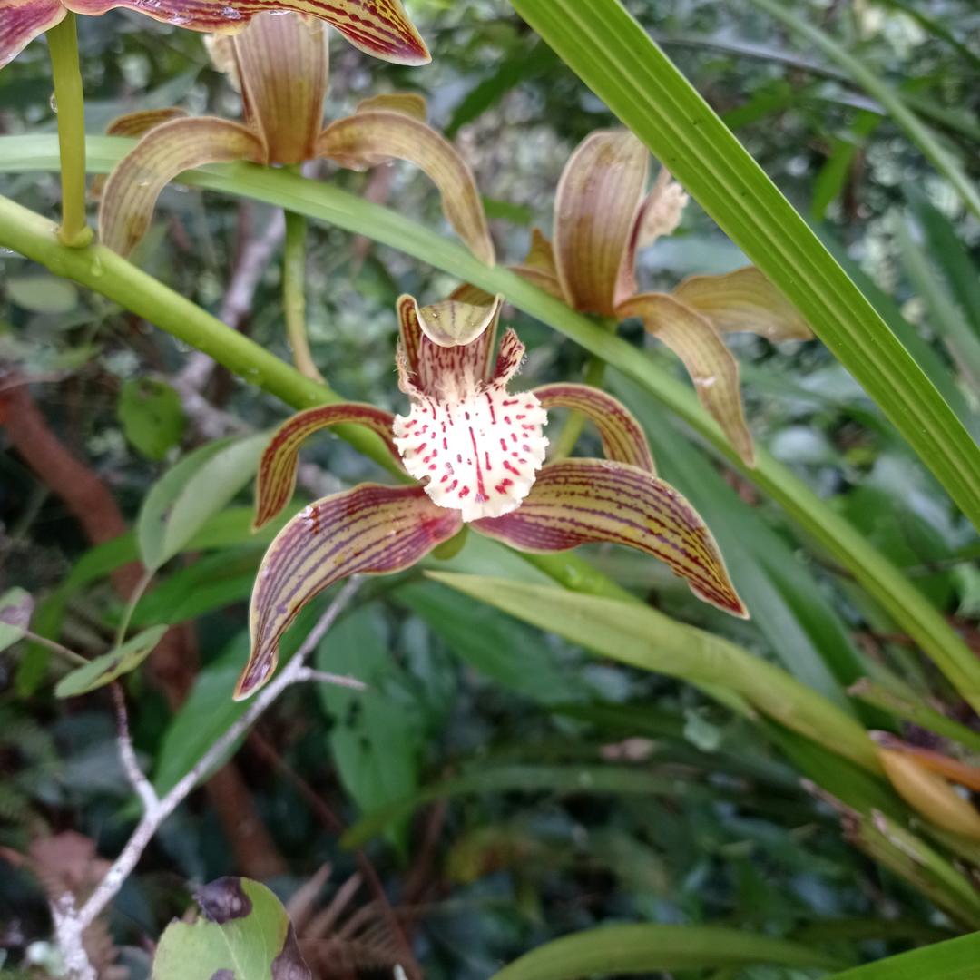 云南药材信息部，小朱海