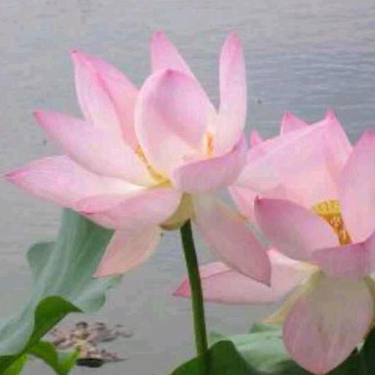 胡方丽