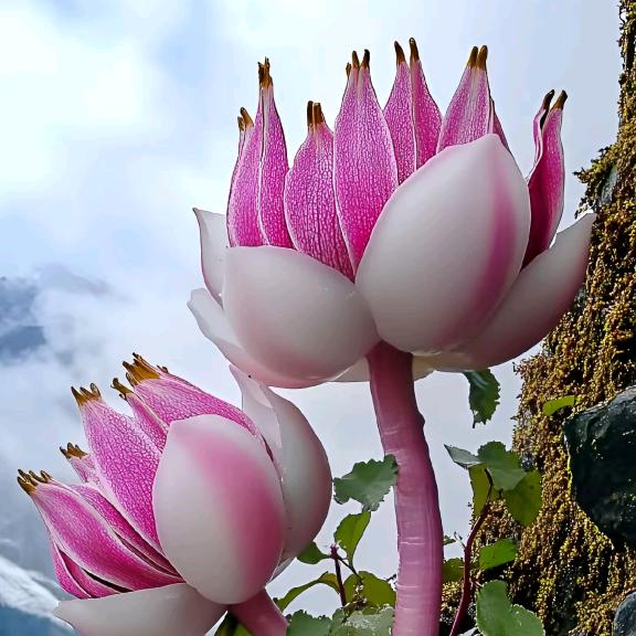 鑫哥