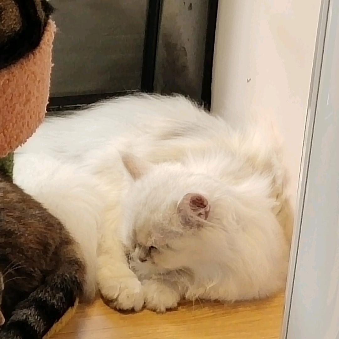 追风赶月莫停留