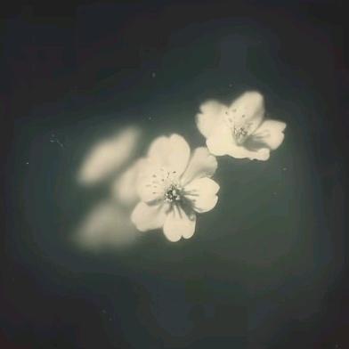 铁血夏彦单推KK（福泽绵长版）