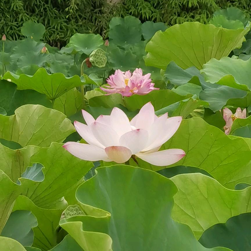 壹小白