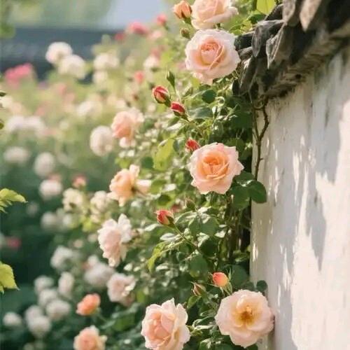 心若不动风又奈何