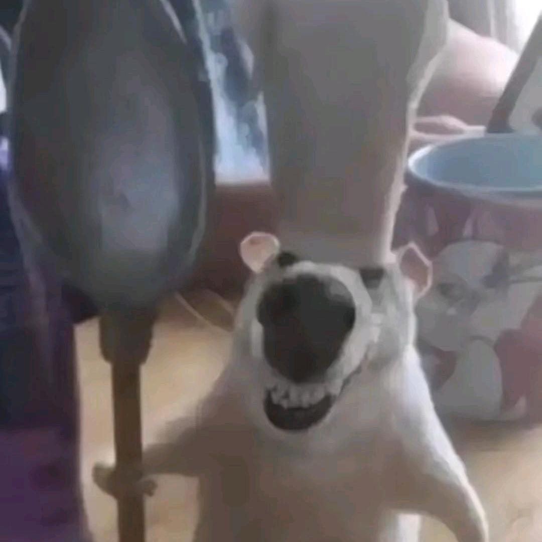 鸡肉卷