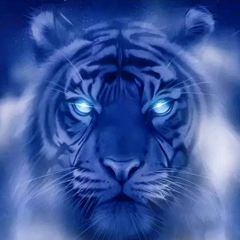 糖醋tiger