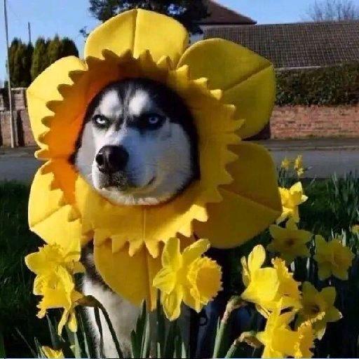 广东双马尾猛抽男高声控狗尾