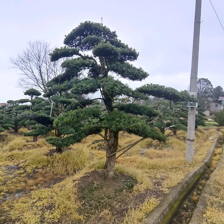 浏阳罗汉松批发庭院景观