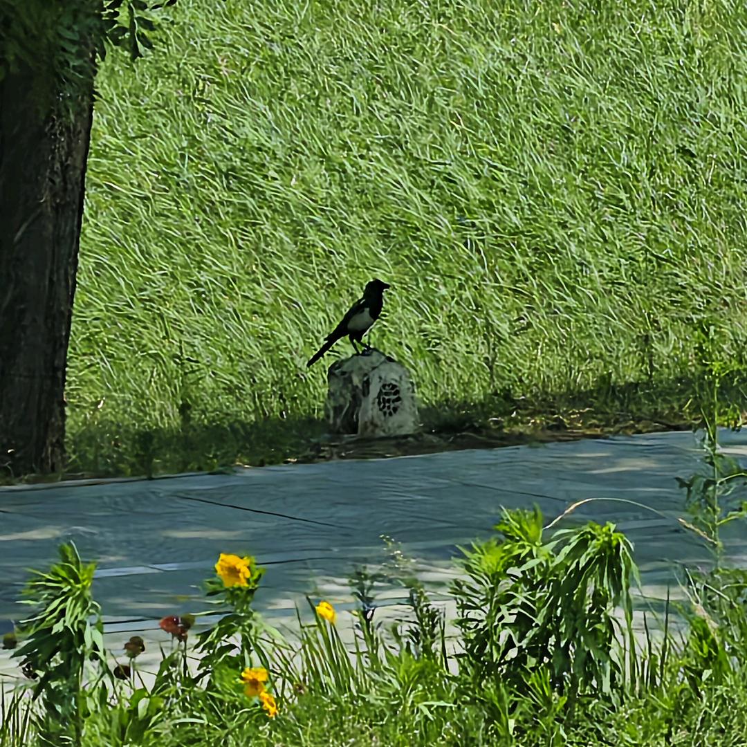 妙哉