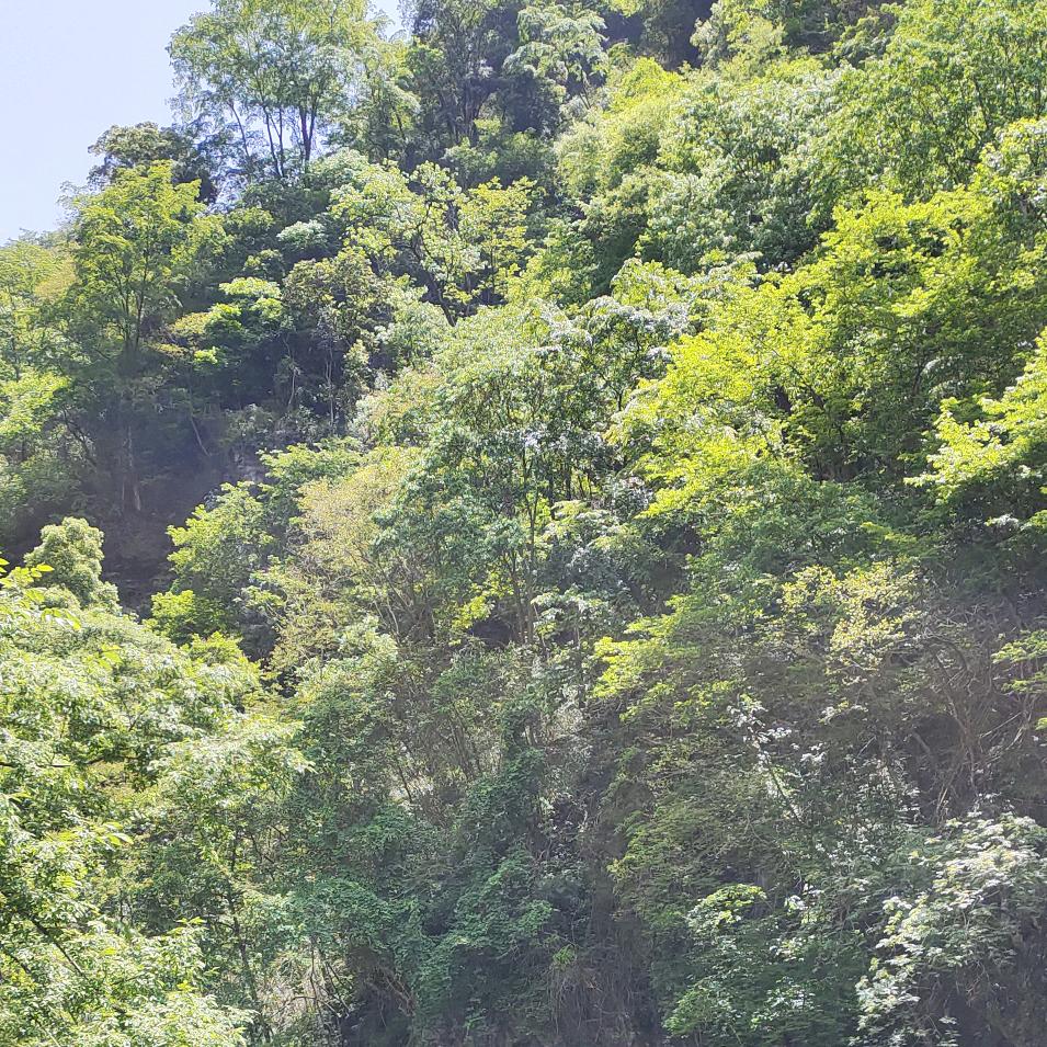 🍾+🍋+🌿+🍒=🍹