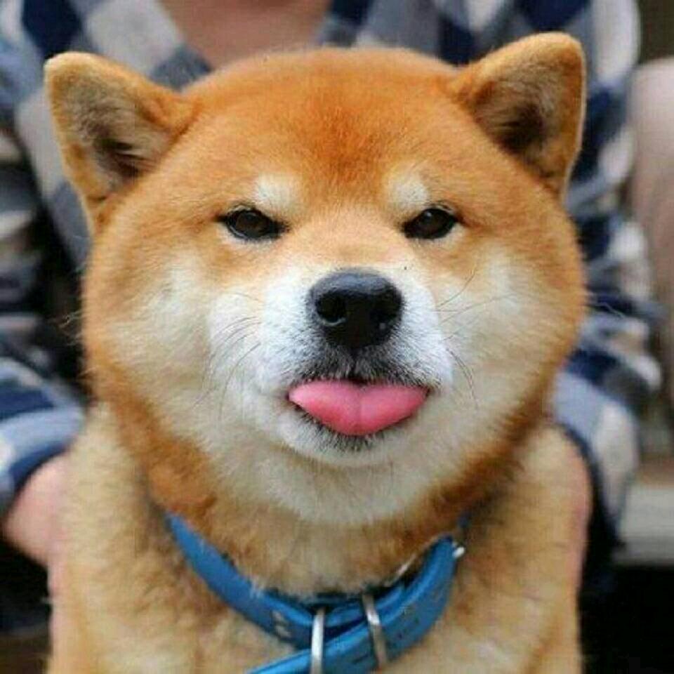哟西
