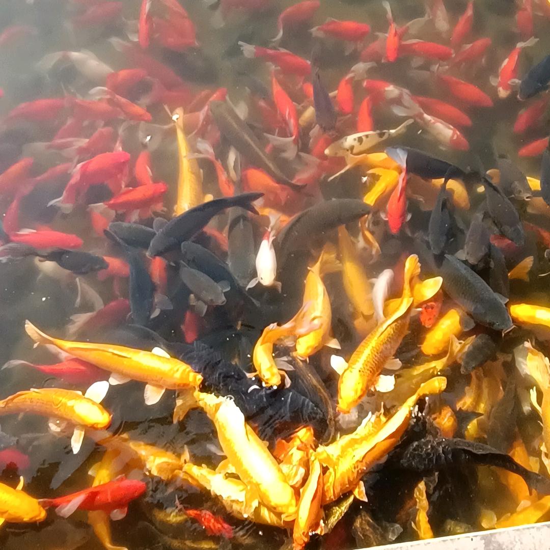 喜欢你的我