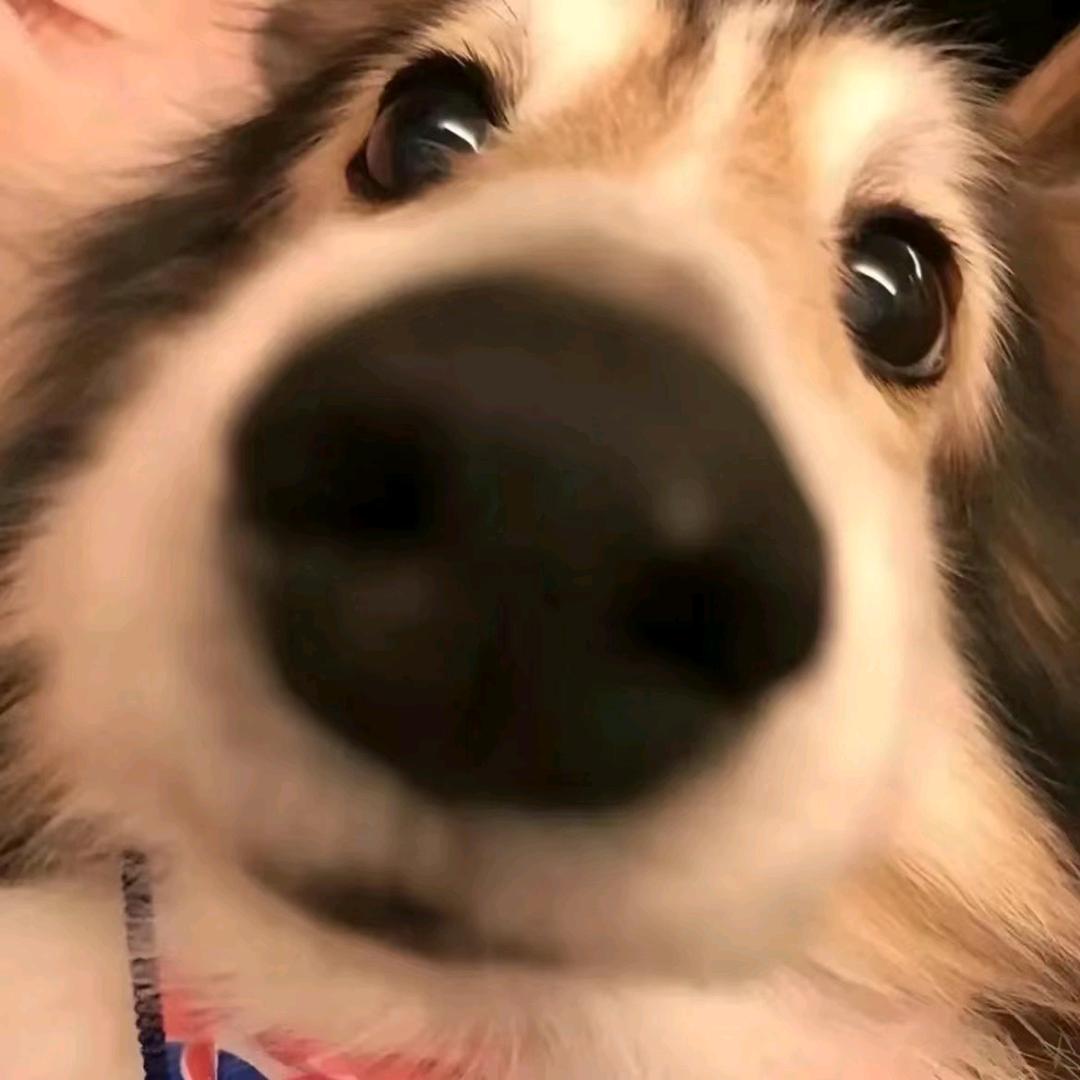 赖皮蛇