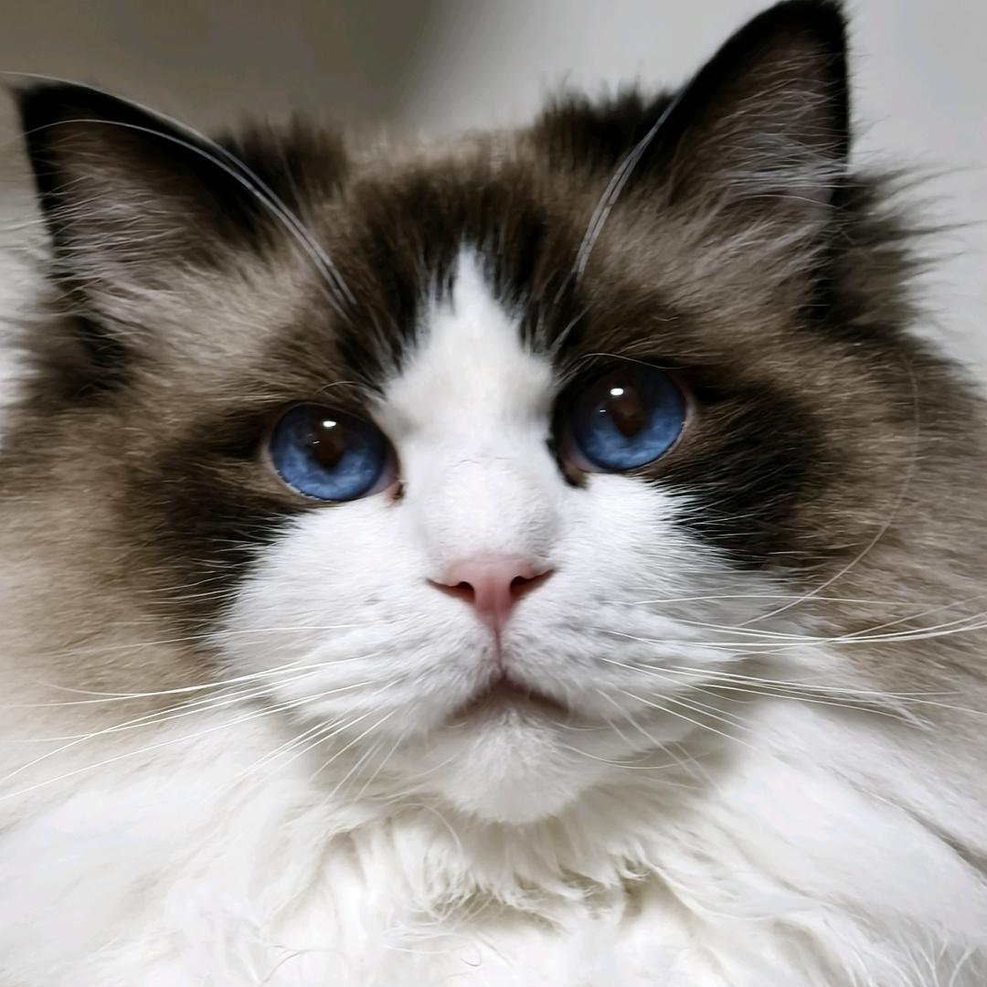 小猫爱分享