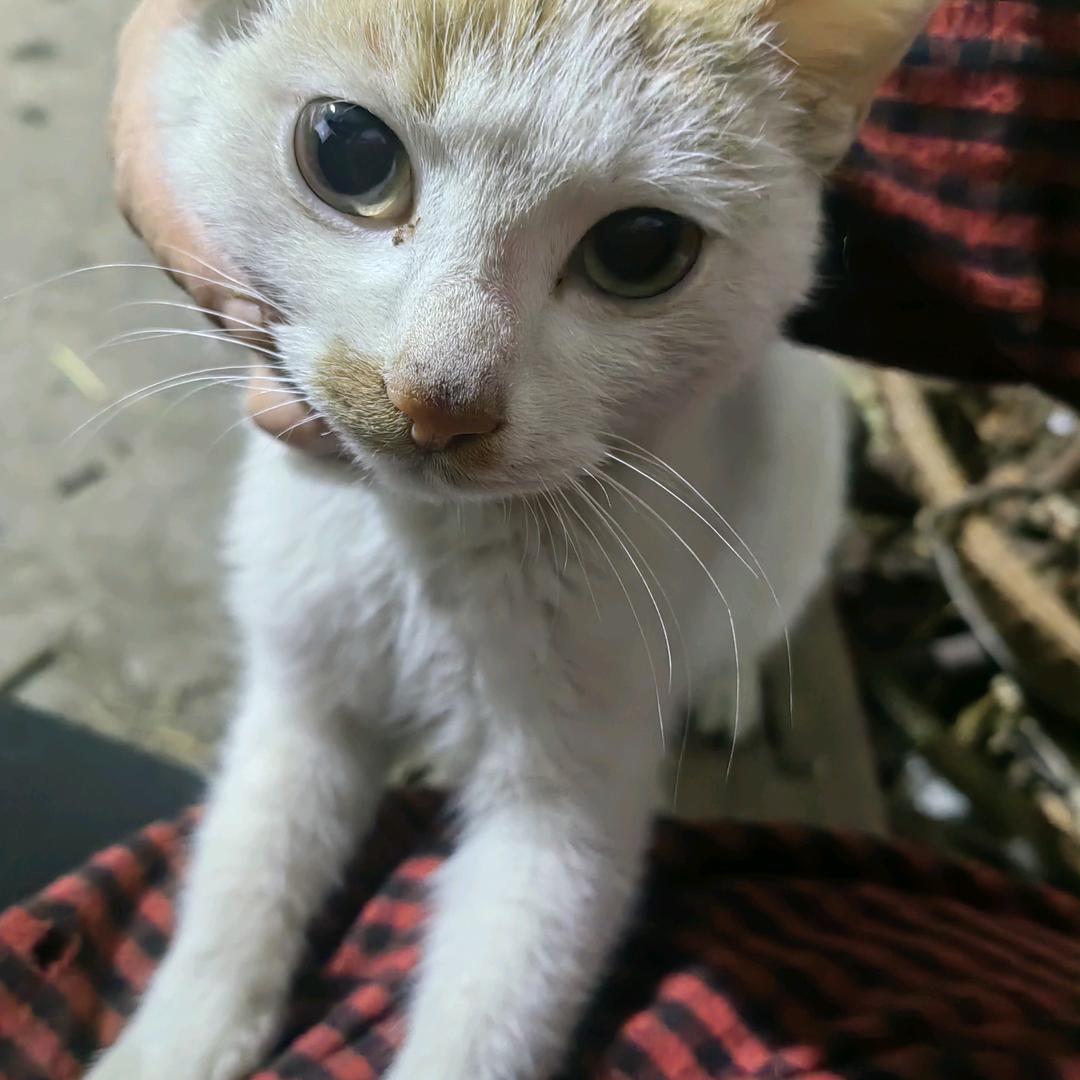 天真烂漫