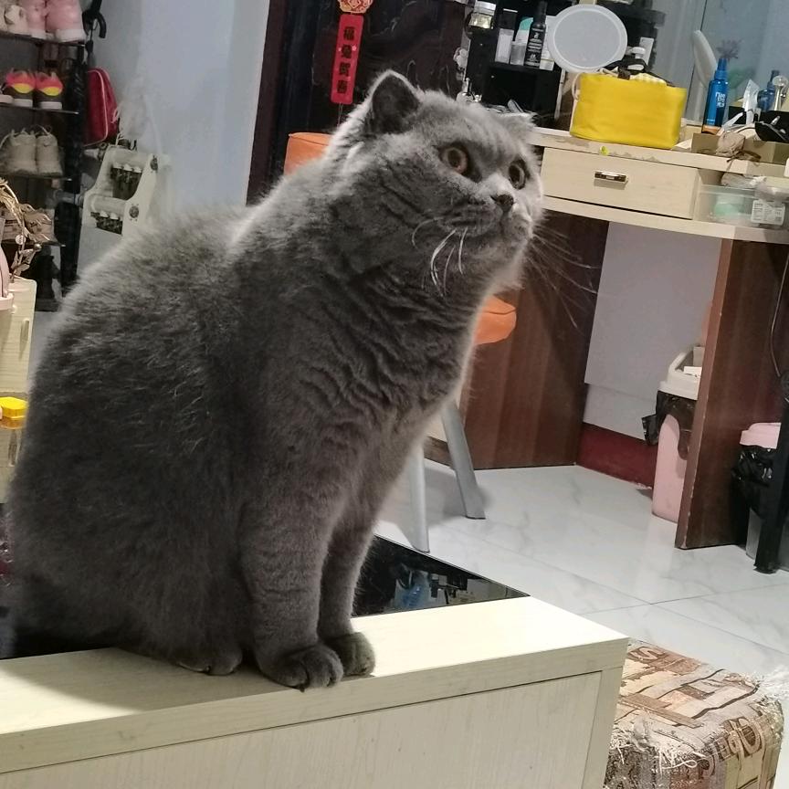 糯糯是只小蓝猫