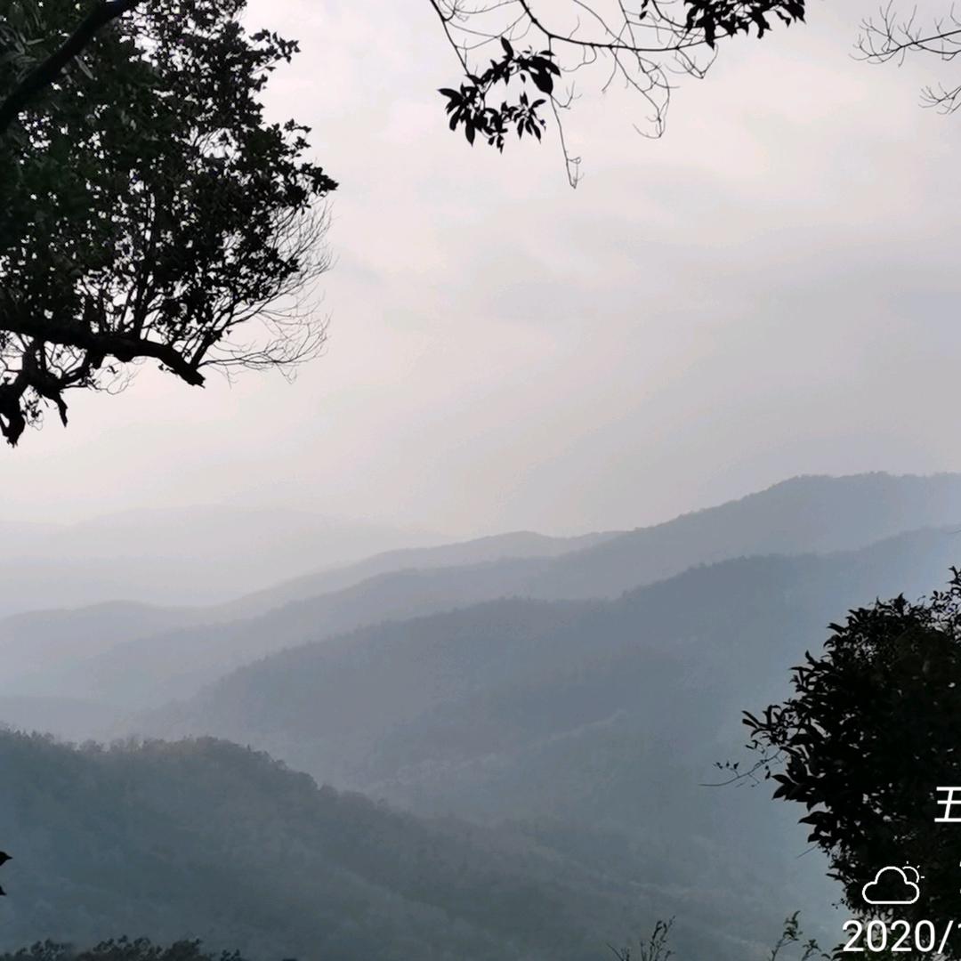 荀鸣鹤