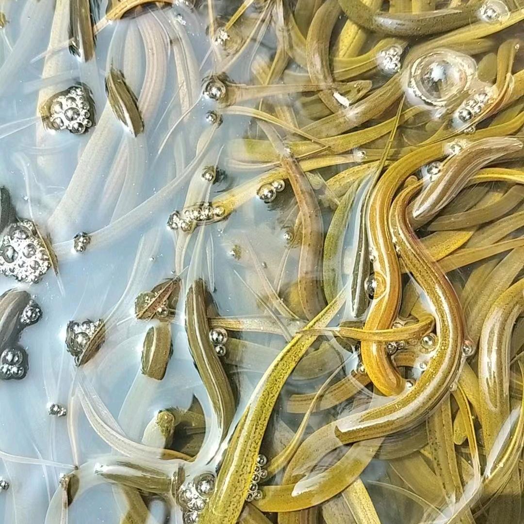 大型黄鳝养殖基地