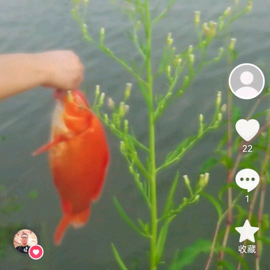 小温直播钓场