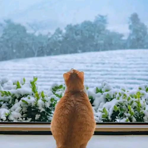猫🐱宁