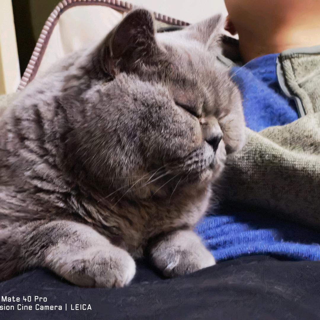 馋嘴的猫🐱