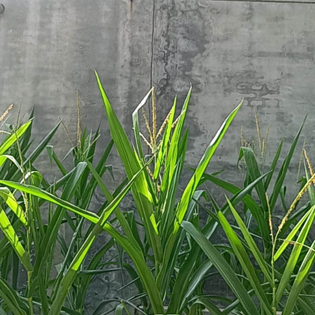 黑狐