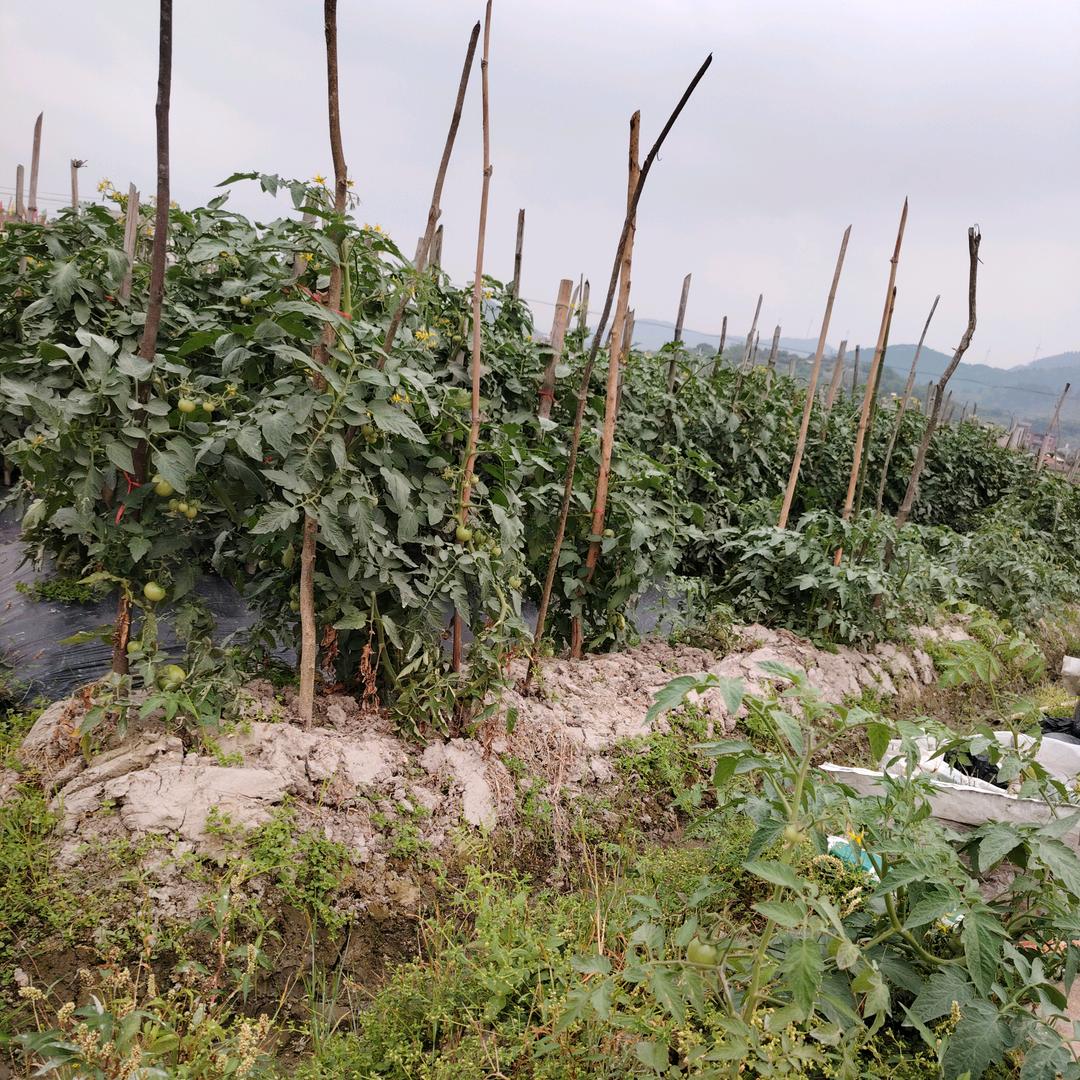 （｡ò无 心 ó｡）