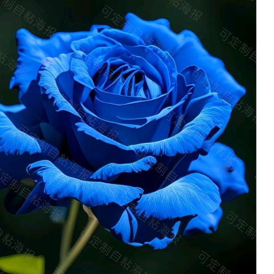 蓝玫瑰