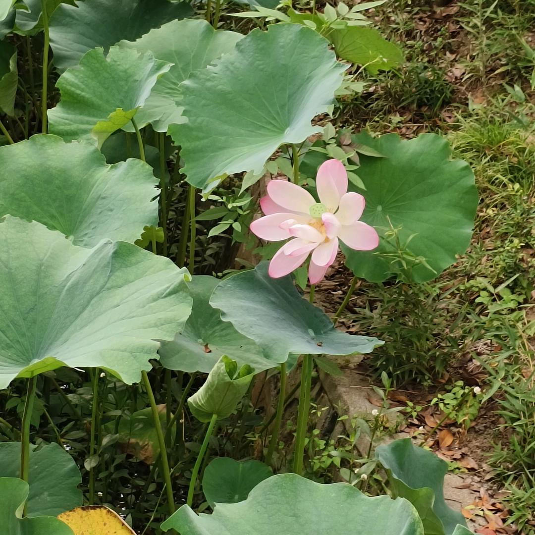 福杯满溢